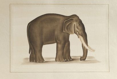 null L.R LAFFITTE (XXe siècle)
Deux éléphants
Suite de deux aquarelles sur soie contrecollées...