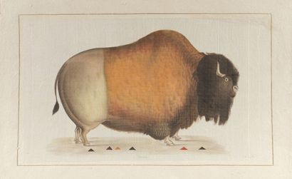 null L.R LAFFITTE (XXe siècle)
Bison et Ours noir
Suite de deux aquarelles sur soie...
