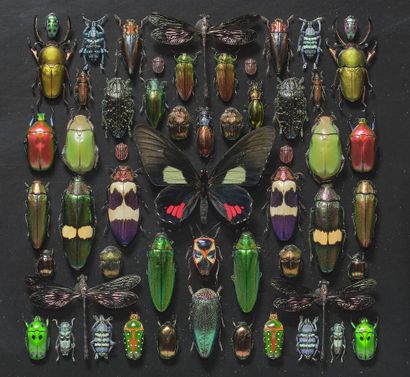 Composition d'insectes et papillons présentés...