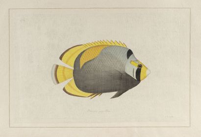 null L.R LAFFITTE (XXe siècle)
Poissons
Suite de quatre aquarelles sur soie contrecollées...