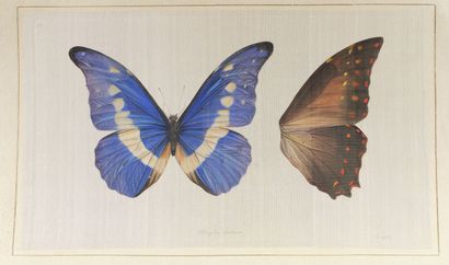 L.R LAFFITTE (XXe siècle)
Papillons
Suite...