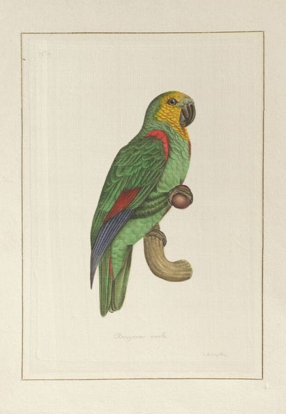 null L.R LAFFITTE (XXe siècle)
Perroquet amazone mâle et Perroquet irisé
Suite de...