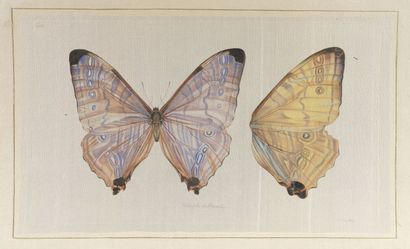 null L.R LAFFITTE (XXe siècle)
Papillons
Suite de deux aquarelles sur soie contrecollées...