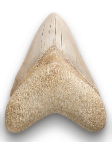 DENT de requin Megalodon
Otodus megalodon
Miocène...