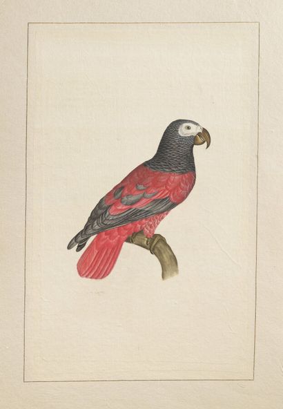 null L.R LAFFITTE (XXe siècle)
Perroquet rouge et Perroquet vert
Suite de deux aquarelles...