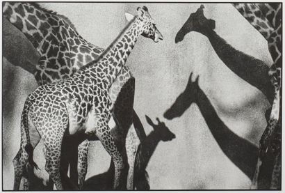 null LE DIASCORN François (né en 1947)
Les Girafes et leurs Ombres
Zoo de San Diego,...