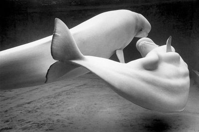 null LE DIASCORN François (né en 1947)
Les Baleines blanches
Coney Island, New-York,...