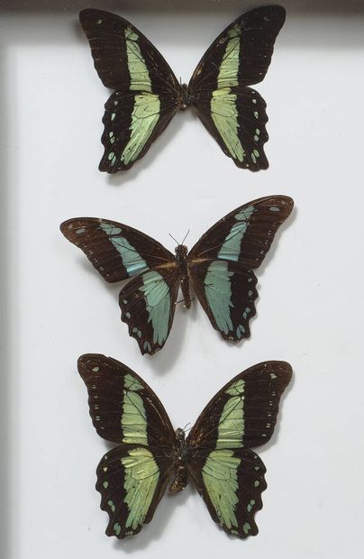 BOITE ENTOMOLOGIQUE présentant trois Papilio...
