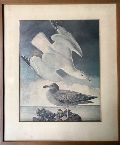 null John James AUDUBON (1785-1851) d'après
Le goéland à ailes blanches et La mouette...