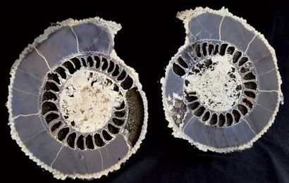Ammonite Speetoniceras Oxfordien Jurassique,...
