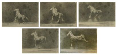 RAYNAUD Aurélien (né en 1970) Etude de chevaux Cinq dessins a la mine de plomb signes...