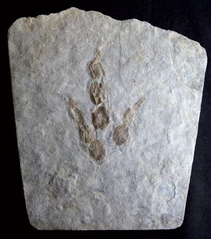 null Empreinte de pas de Dinosaure théropode Gralator Ettangien - Ardeche, France...