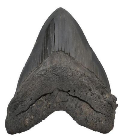 null Très importante dent de requin géant Carcharodon Mégalodon. Miocene, Floride,...