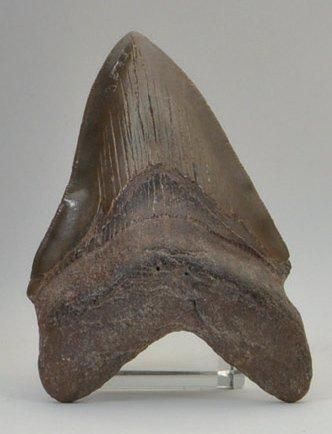 Dent de requin géant Carcharodon Mégalodon...