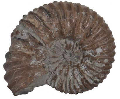 Ammonite aux reliefs côtelés, de couleur...