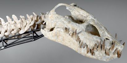null Rare, exceptionnel et important crâne d'Elasmosaure et son encolure. « Zarafasaura...
