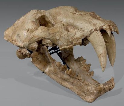 null Rare et exceptionnel crâne de tigre à dent de sabre « Homotherium crenatidens...