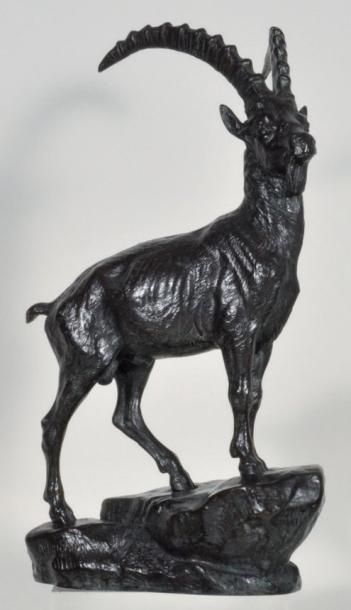 DUBUCAND Alfred (1828-1894) Bouquetin Bronze a patine brun-vert, signe. H: 31,5 cm,...