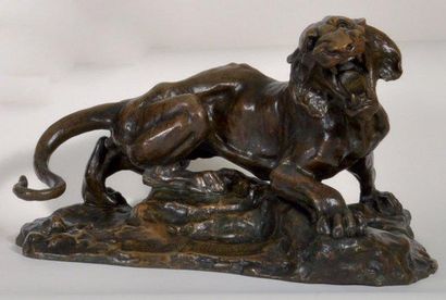 MERCULIANO Giacomo (1859-1935) Tigre rugissant Bronze a patine medaille signe sur...