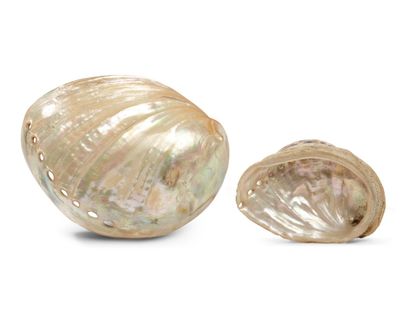 null TWO WHITE HALIOTIS (or abalone) shells 
L. 15 and 8.5 cm