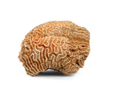 null SET OF 4 CORALS including : 
- A branch of "Acropora florida" coral - Dim.:...