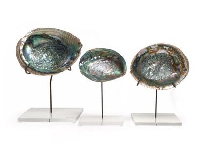 three abalone shells 
L. 19, 18 and 12 cm...