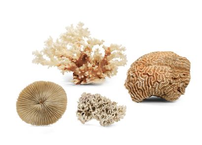 SET OF 4 CORALS including : 
- A branch of...
