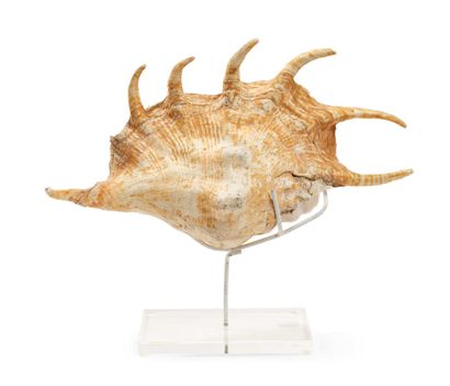 LARGE COMMON PTEROCERAN SHELL (