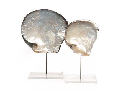 null TWO LARGE COQUILLES of pearl shells
Dim.: 20 x 22 cm and 16 x 15 cm 
Plexiglass...