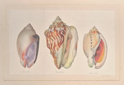 L.R LAFFITTE (20th century)
Three shells...