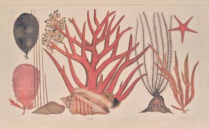 L.R LAFFITTE (20th century)
Corals and shells...