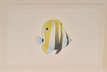 L.R LAFFITTE (20th century)
Exotic fish 
Watercolor...