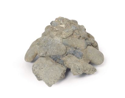 COQUILLAGE with pebbles
Xenophora deshayesii
Burdigalien...