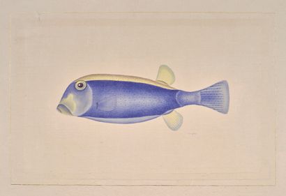L.R LAFFITTE (20th century)
Exotic Blue Fish...