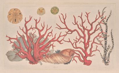 L.R LAFFITTE (20th century)
Corals and shells...