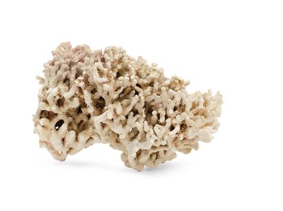 null ENSEMBLE DE 4 CORAUX comprenant : 
- Une branche de corail "Acropora florida"...