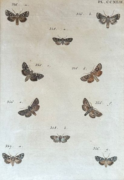 null SWEBACH-DESFONTAINE (d'après) 
Deux gravures entomologiques figurant divers...