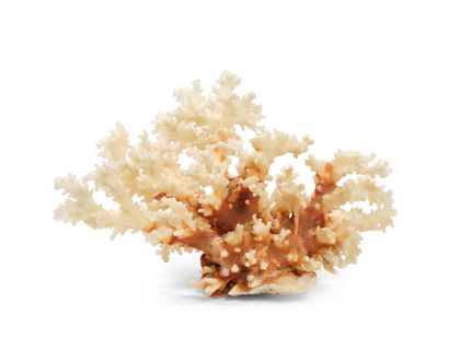 null ENSEMBLE DE 4 CORAUX comprenant : 
- Une branche de corail "Acropora florida"...