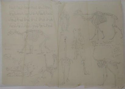 Yvonne HANRIOT GIRAUD (1898- ?) Etude d'anatomie d'animaux ( lion, autruche, éléphant...)...