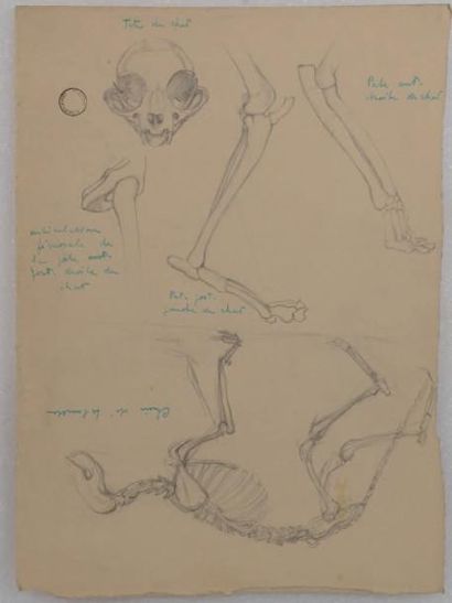 Yvonne HANRIOT GIRAUD (1898- ?) Etude d'anatomie d'animaux (cheval, canard, mouton,...