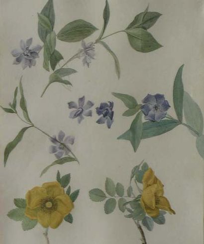Ecole Française du XVIIIème siècle Etude de pervenches et roses jaunes Aquarelle...