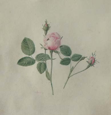 Atelier de Joseph REDOUTE Etude de roses et mouche Aquarelle sur papier 29 x 23,5...