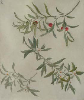 Ecole Française du XVIIIème siècle Etude de trois branches d'arbres fruitiers Aquarelle...