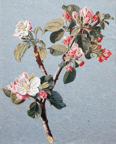 ECOLE FRANCAISE fin XVIIIème, début XIXème s. Branche de pommier en fleurs. Aquarelle...