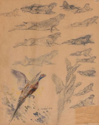 Édouard Paul MERITE (1867-1941) «Etude de faisans et lapins, têtes de biche» Suites...