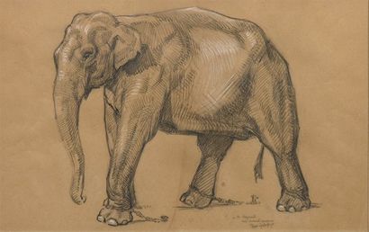 Roger GODCHAUX (1878-1958) Eléphant attaché Fusain et craie blanche signée et dédicacée...