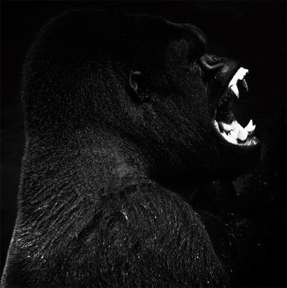BAHEUX Laurent (né en 1970) Gorilla smile Tirage noir et blanc sur papier Fine Art...