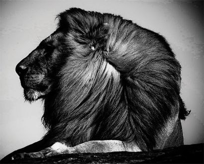 BAHEUX Laurent (né en 1970) Lion's cap Tirage noir et blanc sur papier Fine Art collé...