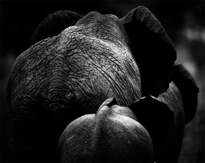 BAHEUX Laurent (né en 1970) Elephant back Tirage noir et blanc sur papier Fine Art...