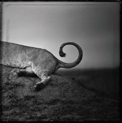BAHEUX Laurent (né en 1970) Lion's tail Tirage noir et blanc sur papier Fine Art...